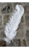 Plumes Autruche couleurs