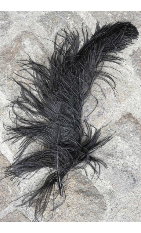 Plumes Autruche couleurs